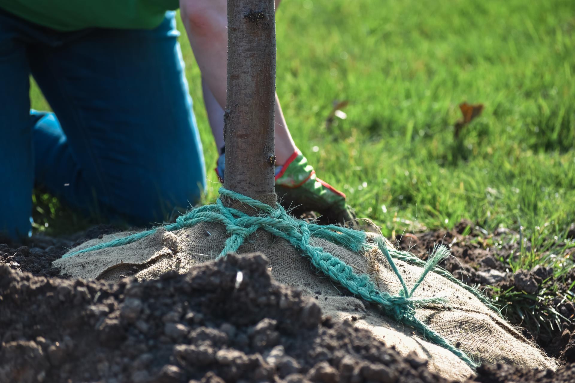 A close-up of a volunteer's hands burring a new tree's roots. 