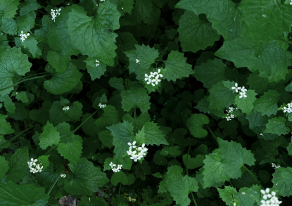 Garlic Mustard_2023_Image Button_v1.1