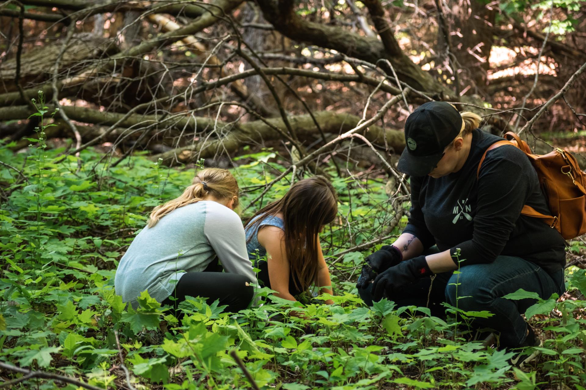 Volunteers bending down and removing garlic mustard plants.