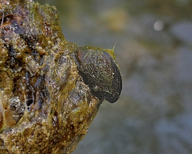 Small zebra mussel found in Lake Ann