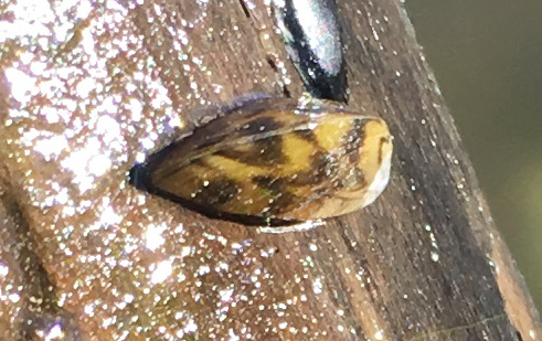 Photo of zebra mussels