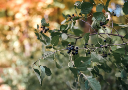 Buckthorn invasive plants