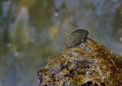 Zebra Mussels aquatic invasive species