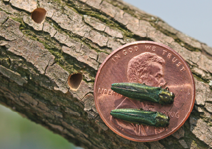 EAB Invasive insects