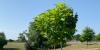 Tree Sale_2024_News_v1.1