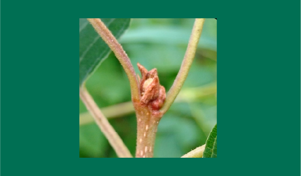 Glossy Buckthorn_Interior Collage with Captions_2024_1