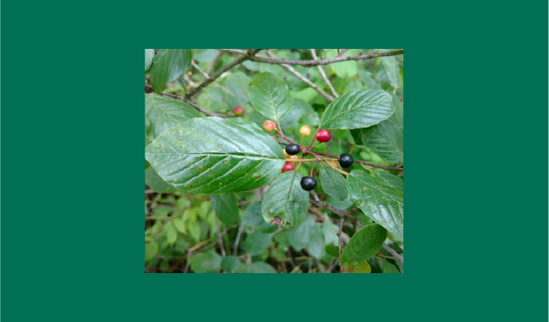 Glossy Buckthorn_Interior Collage with Captions_2024_2