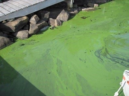 Cyanobacteria