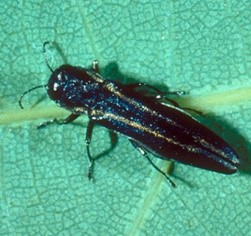 Chestnut Borer 1