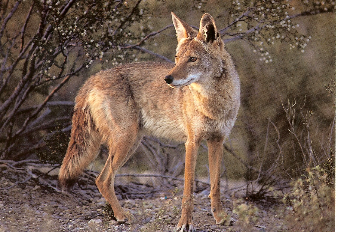 A Coyote