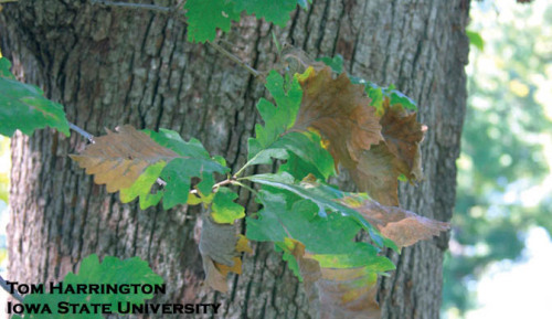 Close-up photos of leaves affected by Bur Oak Blight