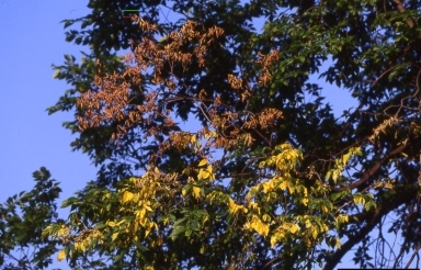 Photo of limbs effected by Dutch Elm Disease.